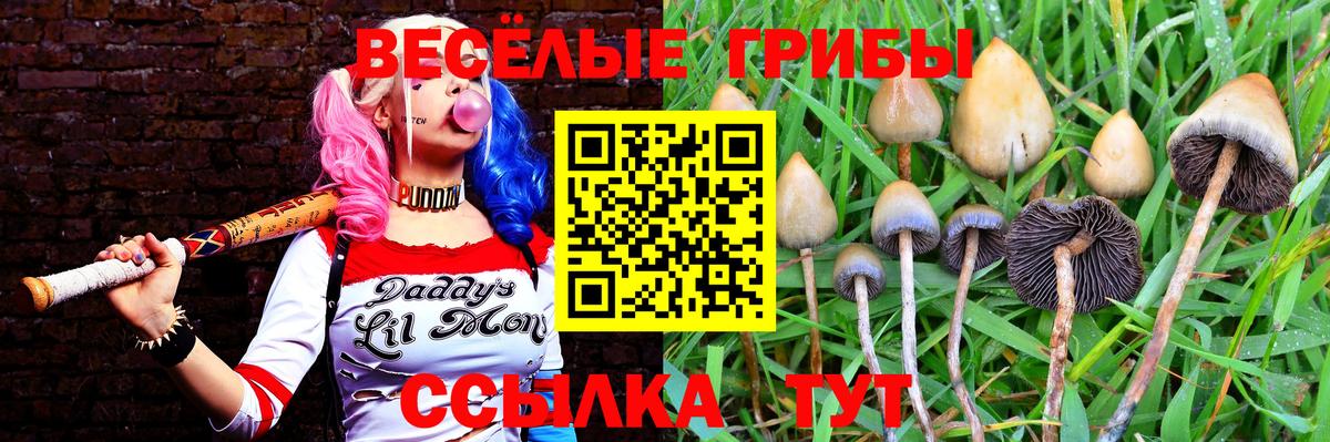 Псилоцибиновые грибы мицелий Минеральные Воды